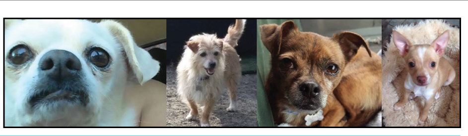 Loved-Again-Pets-Website_04